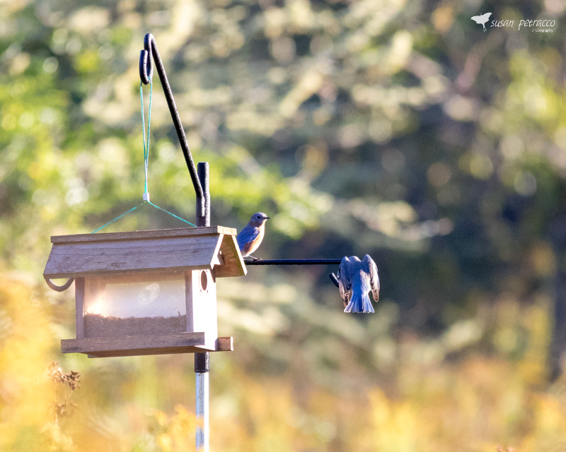 `Eastern Bluebirds